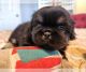 Pekingese Puppies for sale in Raleigh, NC, USA. price: $900