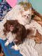 Pekingese Puppies for sale in Poteet, TX 78065, USA. price: $850