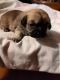 Pekingese Puppies for sale in Gateway, AR, USA. price: $1,100