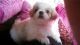 Pekingese Puppies for sale in Cincinnati, OH, USA. price: NA