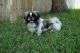 Pekingese Puppies for sale in Miramar, FL, USA. price: NA