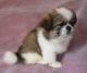 Pekingese Puppies for sale in Jersey City, NJ, USA. price: NA