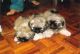 Pekingese Puppies for sale in Honolulu, HI, USA. price: NA