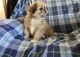 Pekingese Puppies for sale in Midway Atoll, United States. price: NA