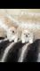 Pekingese Puppies for sale in Albuquerque, NM, USA. price: NA