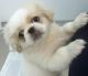 Pekingese Puppies for sale in Bakersfield, CA, USA. price: NA