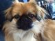 Pekingese Puppies for sale in Chicago, IL, USA. price: NA