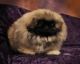 Pekingese Puppies for sale in Chattanooga, TN, USA. price: NA