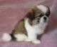 Pekingese Puppies for sale in Rapid City, SD, USA. price: NA