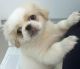 Pekingese Puppies for sale in Anaheim, CA, USA. price: NA