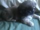Pekingese Puppies for sale in Brooklyn, NY, USA. price: $650