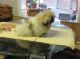 Pekingese Puppies for sale in Baywood-Los Osos, CA 93402, USA. price: NA