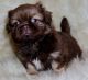 Pekingese Puppies for sale in San Diego, CA, USA. price: NA