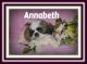 Pekingese Puppies for sale in Canton, OH, USA. price: NA