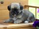 Pekingese Puppies for sale in Texas City, TX, USA. price: NA