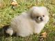 Pekingese Puppies for sale in San Francisco, CA, USA. price: NA