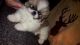Pekingese Puppies for sale in Canal Winchester, OH 43110, USA. price: NA