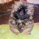Pekingese Puppies for sale in Indianapolis, IN 46259, USA. price: $600