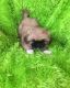 Pekingese Puppies for sale in Pittsburgh, PA 15252, USA. price: NA