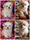 Pekingese Puppies for sale in Parkersburg, WV 26104, USA. price: NA
