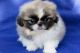Pekingese Puppies for sale in TX-121, Blue Ridge, TX 75424, USA. price: NA