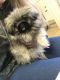 Pekingese Puppies for sale in Beverly Hills, CA 90210, USA. price: NA