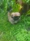 Pekingese Puppies for sale in Clifton, NJ, USA. price: NA
