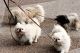 Pekingese Puppies for sale in Indianapolis, IN, USA. price: NA