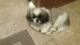 Pekingese Puppies for sale in Brook Park, OH, USA. price: $650