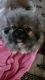 Pekingese Puppies for sale in Brook Park, OH, USA. price: $600