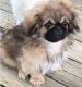 Pekingese Puppies for sale in Denver, CO 80219, USA. price: NA