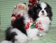 Pekingese Puppies for sale in Buechel, KY 40218, USA. price: NA