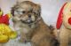 Pekingese Puppies for sale in Kansas City, KS 66117, USA. price: NA