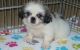 Pekingese Puppies for sale in New Orleans, LA, USA. price: $500