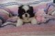 Pekingese Puppies for sale in Norwalk, CT, USA. price: NA