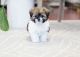 Pekingese Puppies for sale in Orange County, CA, USA. price: NA