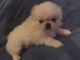 Pekingese Puppies for sale in Clover, SC 29710, USA. price: $800
