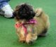 Pekingese Puppies for sale in New York, NY, USA. price: $500