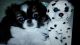 Pekingese Puppies for sale in North Wilkesboro, NC, USA. price: NA