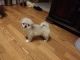 Pekingese Puppies for sale in Albany, GA 31721, USA. price: $500