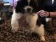 Pekingese Puppies for sale in Clover, SC 29710, USA. price: $750