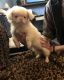 Pekingese Puppies for sale in Clover, SC 29710, USA. price: $1,000