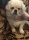 Pekingese Puppies for sale in Clover, SC 29710, USA. price: $350