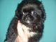Pekingese Puppies for sale in Enterprise, AL 36330, USA. price: $400