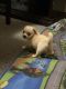 Pekingese Puppies for sale in 563 S Canal St, Holyoke, MA 01040, USA. price: $500