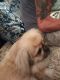 Pekingese Puppies for sale in 525 E Bonanza Rd, Las Vegas, NV 89101, USA. price: $500