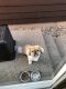 Pekingese Puppies for sale in Lacey, WA, USA. price: NA