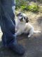 Pekingese Puppies for sale in Richmond, TX, USA. price: $750