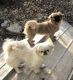 Pekingese Puppies