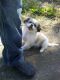 Pekingese Puppies for sale in Needville, TX 77461, USA. price: $650